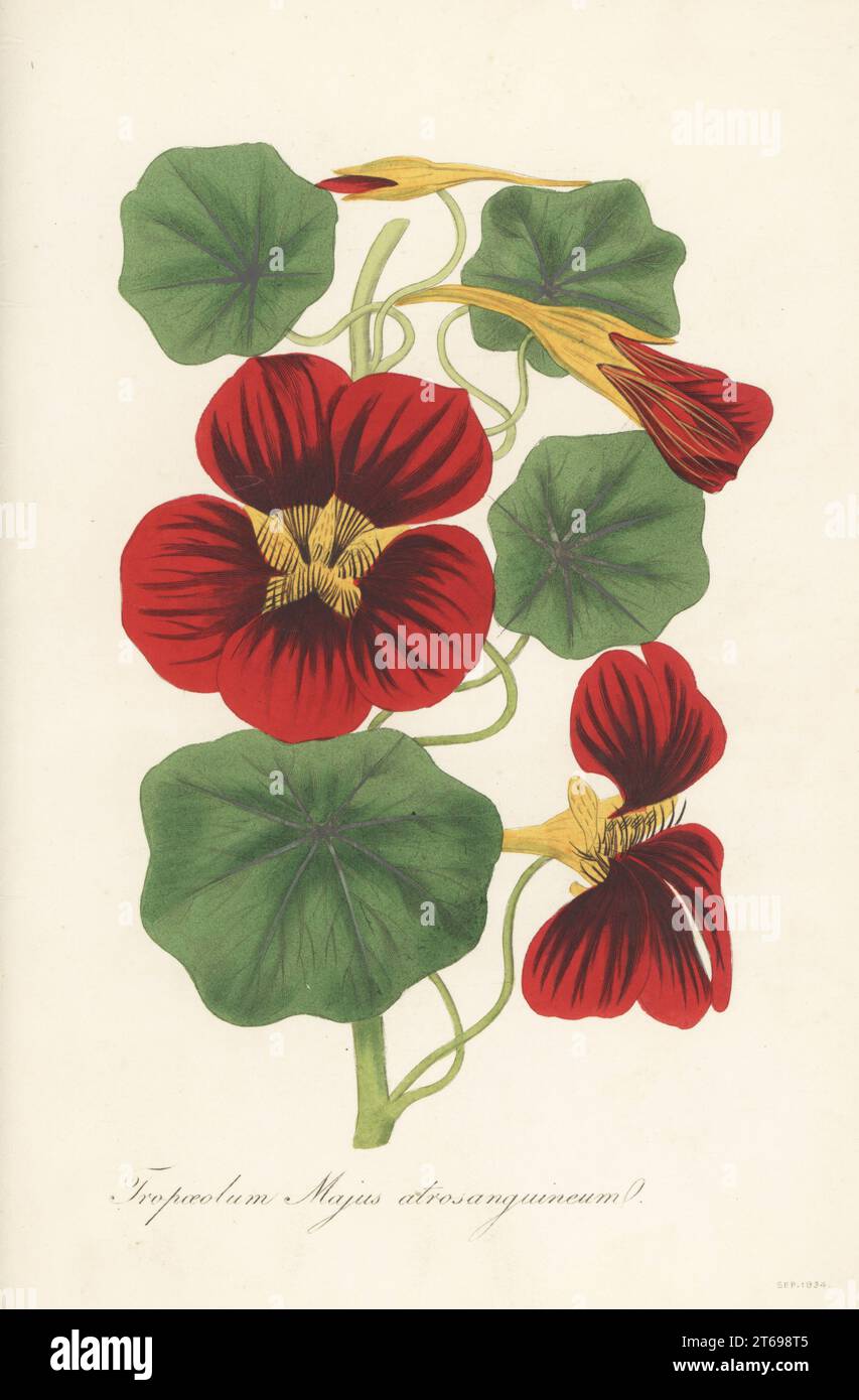 Garden nasturtium, Tropaeolum majus. Native of Peru introduced to Europe in 1684. Dark red Indian cress, Tropaeolum majus atrosanguineum. Handcoloured engraving from Joseph Paxtons Magazine of Botany, and Register of Flowering Plants, Volume 1, Orr and Smith, London, 1834. Stock Photo