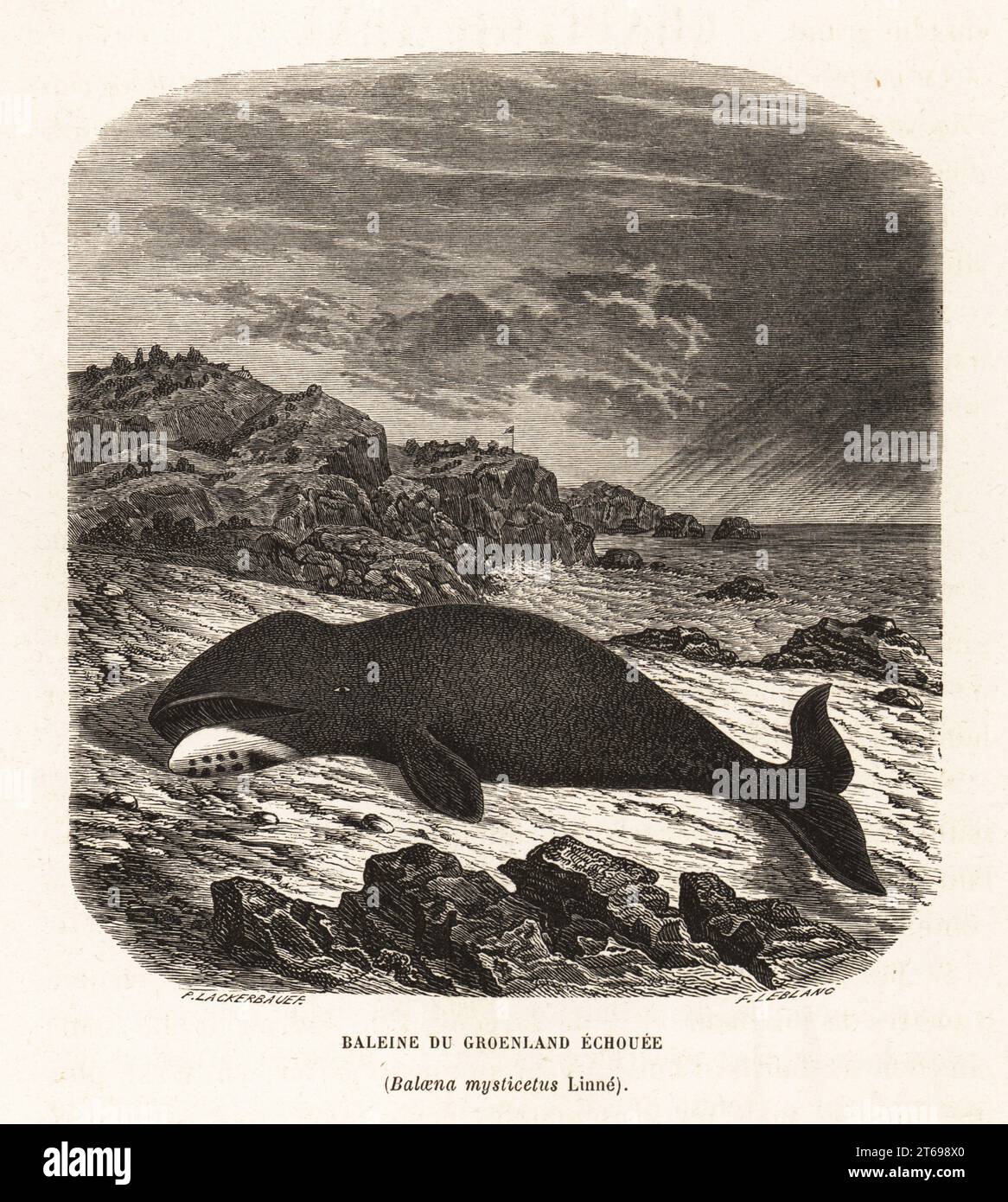 Bowhead whale, Balaena mysticetus, beached on a rocky shore. Baleine du Groenland echouee. Woodcut by F. Leblanc after Pierre Lackerbauer from Alfred Fredols Le Monde de la Mer, the World of the Sea, edited by Olivier Fredol, Librairie Hachette et. Cie., Paris, 1881. Alfred Fredol was the pseudonym of French zoologist and botanist Alfred Moquin-Tandon, 1804-1863. Stock Photo