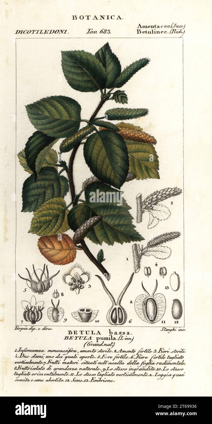 Dwarf birch or bog birch, Betula pumila, Betula bassa. Handcoloured copperplate stipple engraving from Antoine Laurent de Jussieu's Dizionario delle Scienze Naturali, Dictionary of Natural Science, Florence, Italy, 1837. Illustration engraved by Stanghi, drawn and directed by Pierre Jean-Francois Turpin, and published by Batelli e Figli. Turpin (1775-1840) is considered one of the greatest French botanical illustrators of the 19th century. Stock Photo