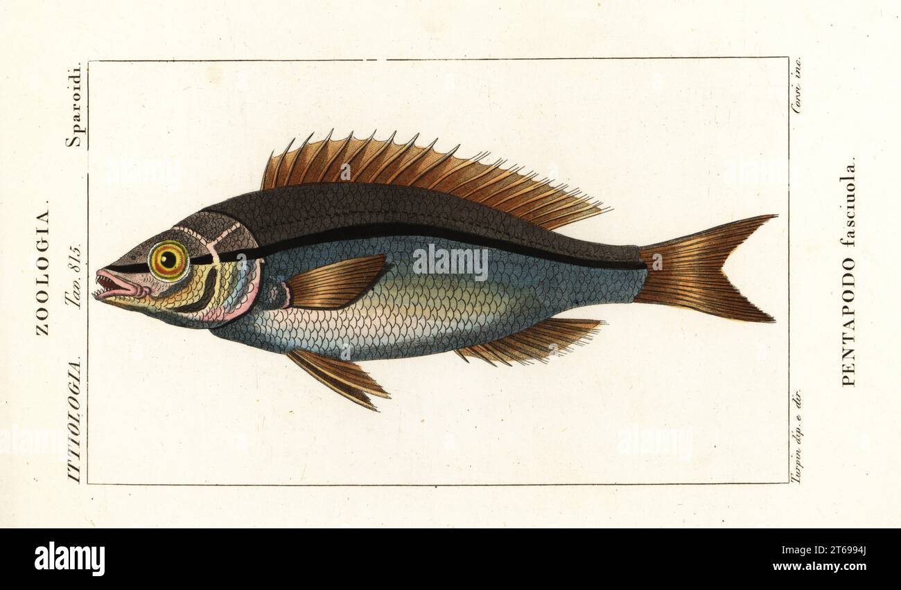 Threadfin bream, Pentapodus fasciuola. Pentapodo fasciuola. Handcoloured copperplate stipple engraving from Antoine Laurent de Jussieu's Dizionario delle Scienze Naturali, Dictionary of Natural Science, Florence, Italy, 1837. Illustration engraved by Carini, drawn and directed by Pierre Jean-Francois Turpin, and published by Batelli e Figli. Turpin (1775-1840) is considered one of the greatest French botanical illustrators of the 19th century. Stock Photo
