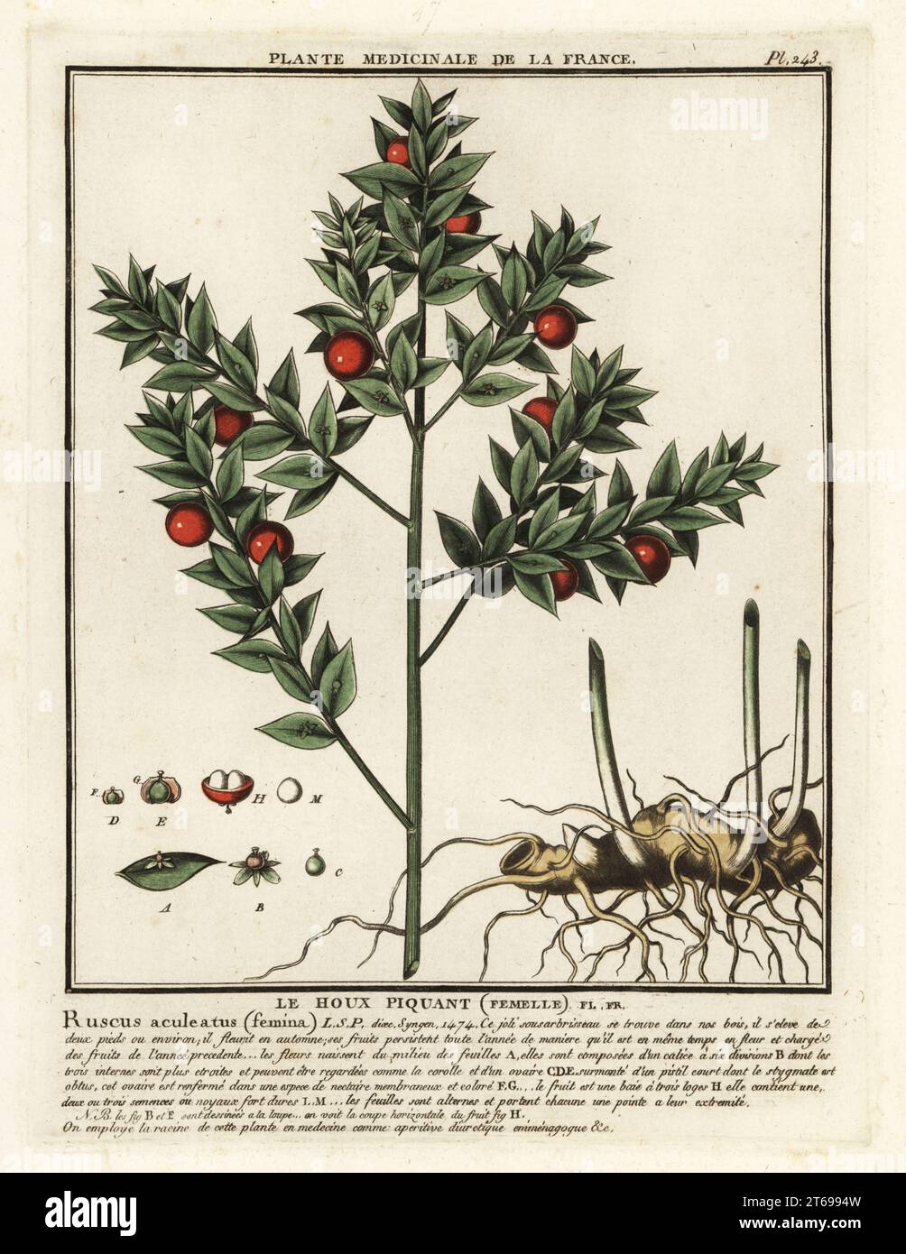 Butchers broom, le houx piquant (femelle), Ruscus aculeatus (femina). Copperplate engraving printed in three colours by Pierre Bulliard from his Herbier de la France, ou collection complete des plantes indigenes de ce royaume, Didot jeune, Debure et Belin, 1780-1793. Stock Photo