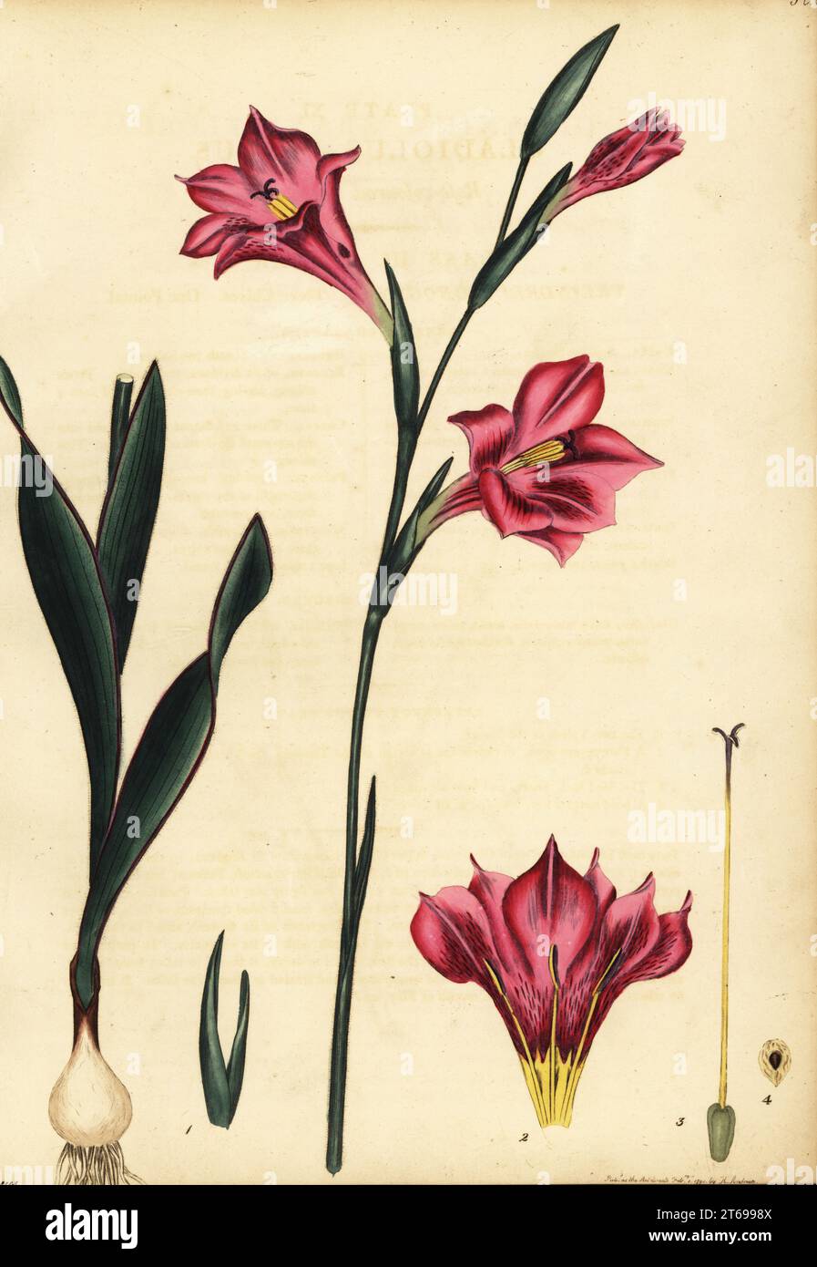 Gladiolus caryophyllaceus. Rose-coloured gladiolus, Gladiolus roseus. Copperplate engraving drawn, engraved and hand-coloured by Henry Andrews from his Botanical Register, Volume 1, published in London, 1799. Stock Photo