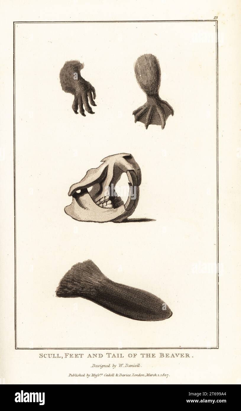 Skull, feet and tail of the common Eurasian beaver, Castor fiber. Aquatint drawn and engraved by William Daniell from William Woods Zoography, Cadell and Davies, 1807. Stock Photo