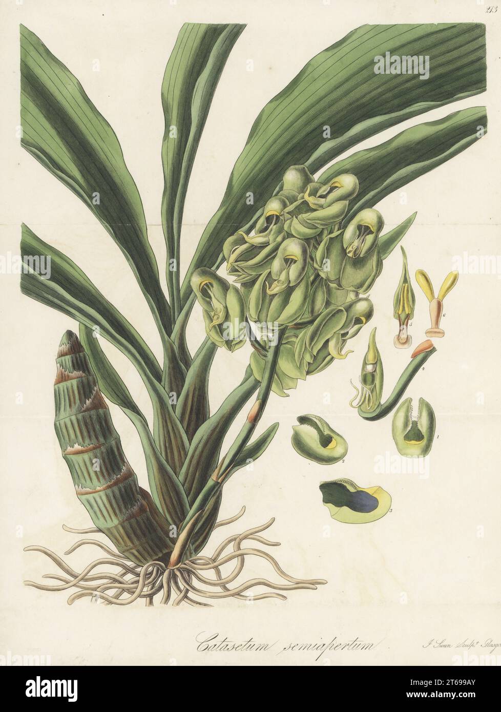 One-colored catasetum orchid, Catasetum purum. Native to Brazil, plants sent by Bell Edward Lloyd to Miss P. S. Falkner of Fairfield. Greenish-flowered catasetum, Catasetum semiapertum. Handcoloured copperplate engraving by Joseph Swan after a botanical illustration by William Jackson Hooker from his Exotic Flora, William Blackwood, Edinburgh, 1827. Stock Photo