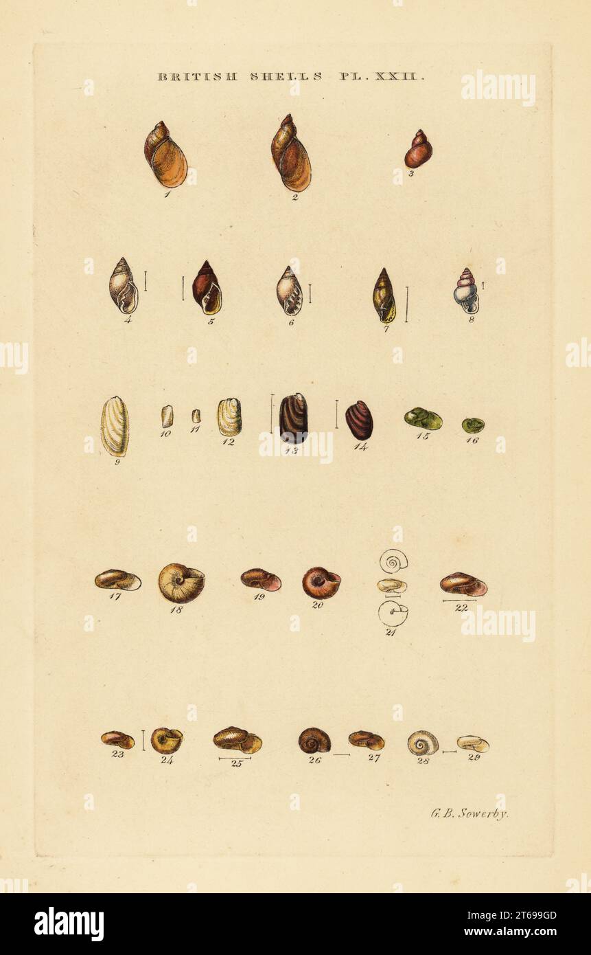 Land slugs and sea snails, Succinea, Conovulus, Carychium, Limax, etc. Handcoloured copperplate engraving by George Brettingham Sowerby from his own Illustrated Index of British Shells, Sowerby and Simpkin, Marshall & Co., London, 1859. George Brettingham Sowerby II (1812-1884), British naturalist, illustrator, and conchologist. . Stock Photo