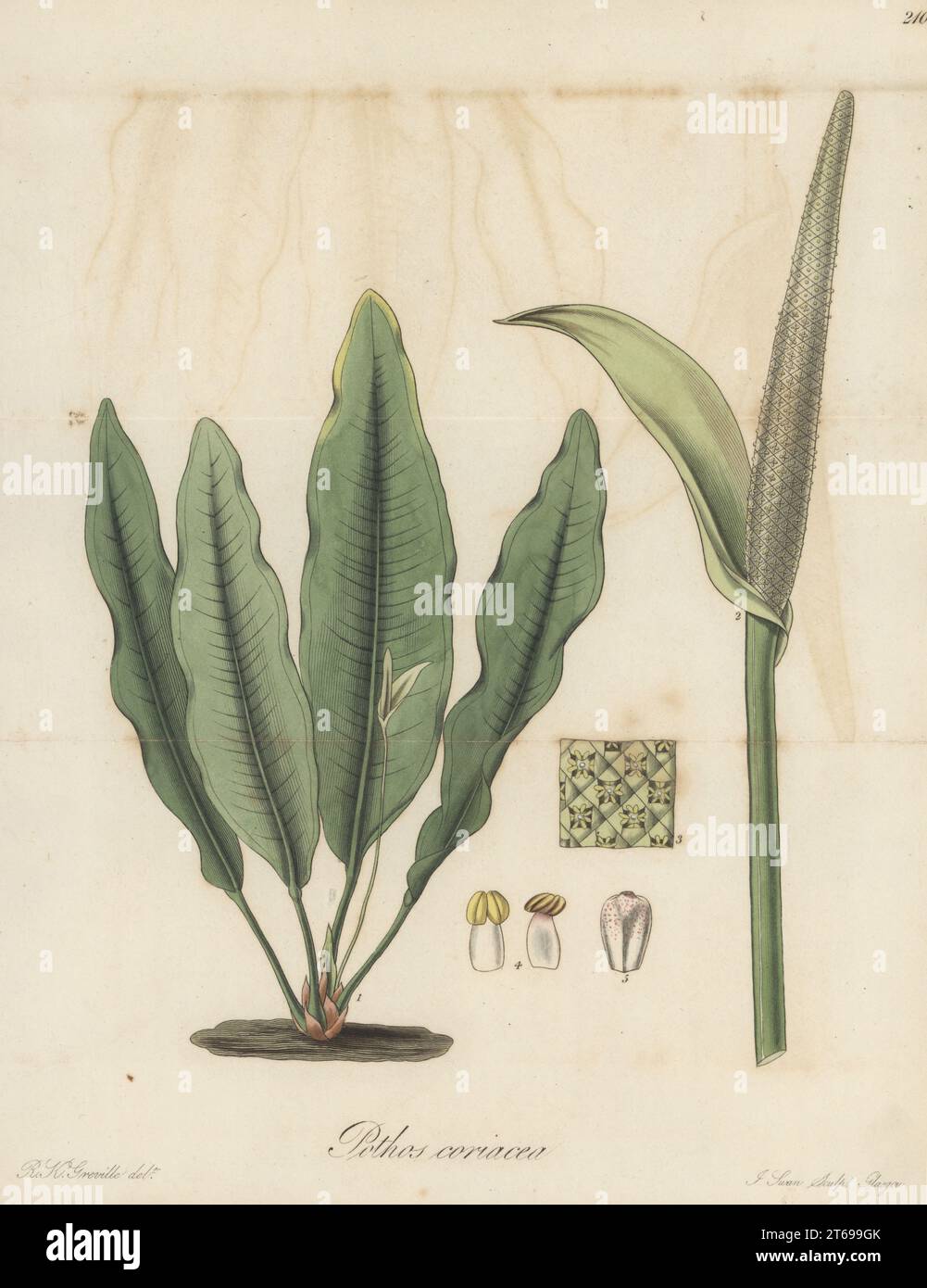 Bird's nest anthurium, Anthurium coriaceum. Native to Brazil, plant brought by Captain Robert Graham of H. M. Packet-Service from Rio de Janeiro in 1824. Coriaceous pothos, Pothos coriaceus. Handcoloured copperplate engraving by Joseph Swan after a botanical illustration by Robert Kaye Greville from William Jackson Hooker's Exotic Flora, William Blackwood, Edinburgh, 1827. Stock Photo