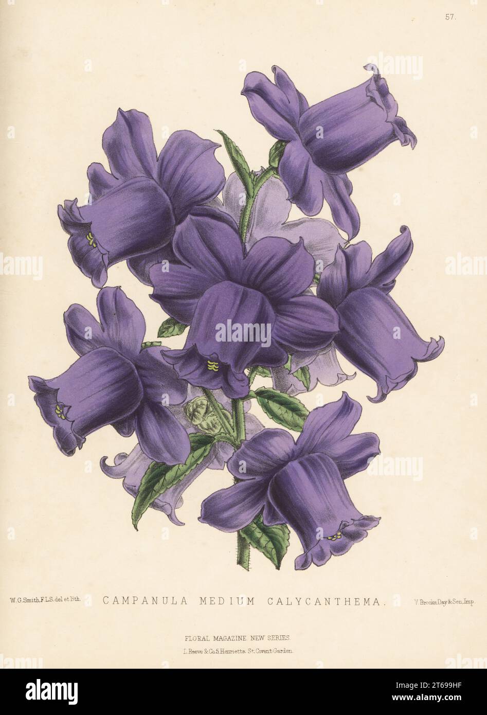 Canterbury bells, Campanula medium. Campanula medium calycanthema, a new variety raised by Waite and Burnell of Southwark Street. Handcolored botanical illustration drawn and lithographed by Worthington George Smith from Henry Honywood Dombrain's Floral Magazine, New Series, Volume 2, L. Reeve, London, 1873. Lithograph printed by Vincent Brooks, Day & Son. Stock Photo
