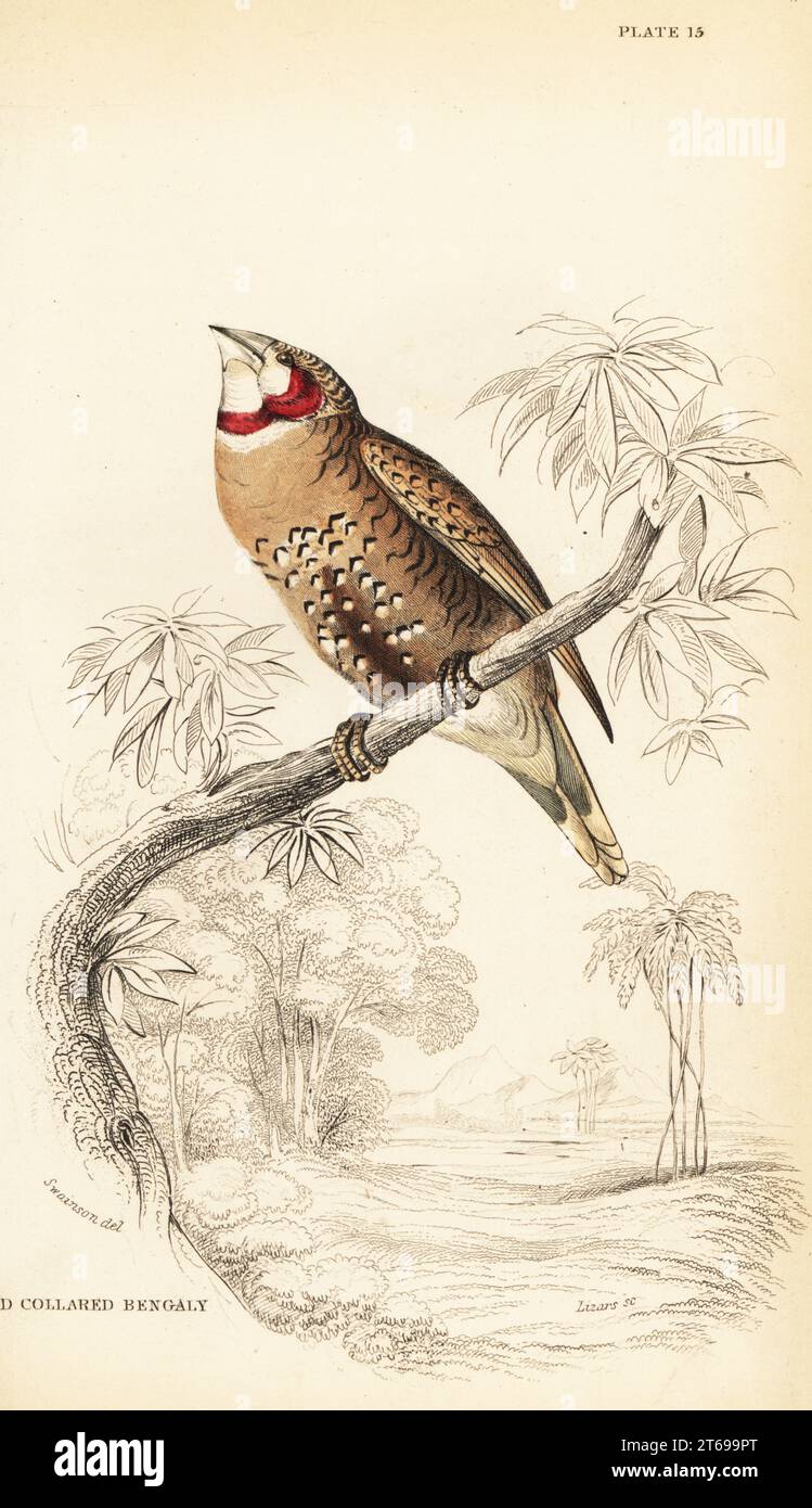 Cut-throat finch or ribbon finch, Amadina fasciata. Handcoloured steel engraving by William Lizars after an illustration by William John Swainson from his Birds of Western Africa in Sir William Jardines Naturalists Library: Ornithology, Lizars, Edinburgh, 1837. Stock Photo