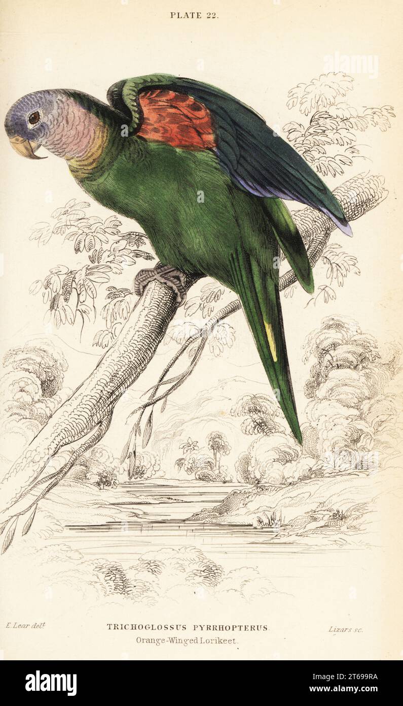 Orange-winged amazon, Amazona amazonica. (Orange-winged lorikeet, Trichoglossus pyrrhopterus.) Handcoloured copperplate engraving by William Lizars after an illustration by Edward Lear from Prideaux J. Selbys the Natural History of Parrots in Sir William Jardines Naturalists Library: Ornithology, Lizars, Edinburgh, 1836. Stock Photo