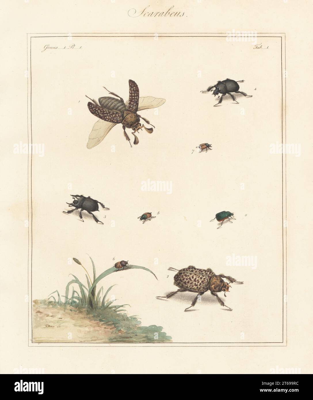 Scarab beetle, Polyphylla (Polyphylla) fullo 1,2, minotaur beetle, Typhaeus typhoeus 3,4, mottled dung beetle, Onthophagus nuchicornis 5,6, Omaloplia ruricola 7 and vine chafer, Anomala vitis 8. Handcoloured copperplate engraving from Thomas Martyns The English Entomologist, Exhibiting all the Coleopterous Insects found in England, Academy for Illustrating and Painting Natural History, London, 1792. Stock Photo