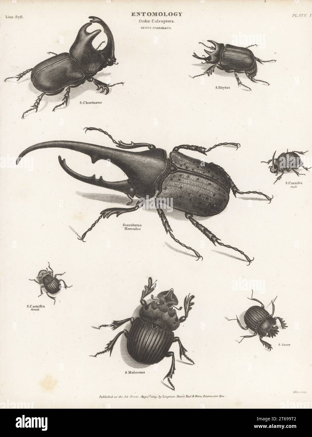 Hercules beetle, Dynastes hercules (Scarabeus hercules), rhinoceros beetle, Enema pan (S. chorinaeus), eastern hercules beetle, Dynastes tityus (S. titytus), rainbow scarab, male and female, Phanaeus vindex (S. carnifex), dung beetle, Catharsius molossus (S. molossus), and sacred scarab, Scarabaeus sacer. Copperplate engraving by Thomas Milton from Abraham Rees' Cyclopedia or Universal Dictionary of Arts, Sciences and Literature, Longman, Hurst, Rees, Orme, Paternoster Row, London, August 1, 1809. Stock Photo