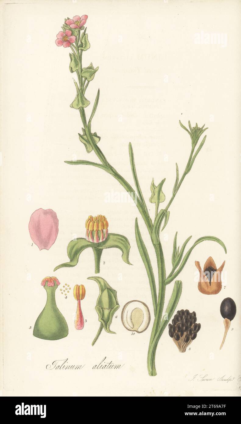 Fringed redmaids, Calandrinia ciliata. Native to the Americas. Ciliated talinum, Talinum ciliatum. Handcoloured copperplate engraving by Joseph Swan after a botanical illustration by William Jackson Hooker from his Exotic Flora, William Blackwood, Edinburgh, 1823-27. Stock Photo