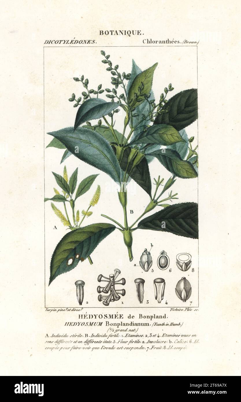 Hedyosmum bonplandianum, Kunth. Hedyosmee de Bonpland. Handcoloured copperplate stipple engraving from Antoine Laurent de Jussieu's Dizionario delle Scienze Naturali, Dictionary of Natural Science, Florence, Italy, 1837. Illustration engraved by Victoire Plee, drawn and directed by Pierre Jean-Francois Turpin, and published by Batelli e Figli. Turpin (1775-1840) is considered one of the greatest French botanical illustrators of the 19th century. Stock Photo