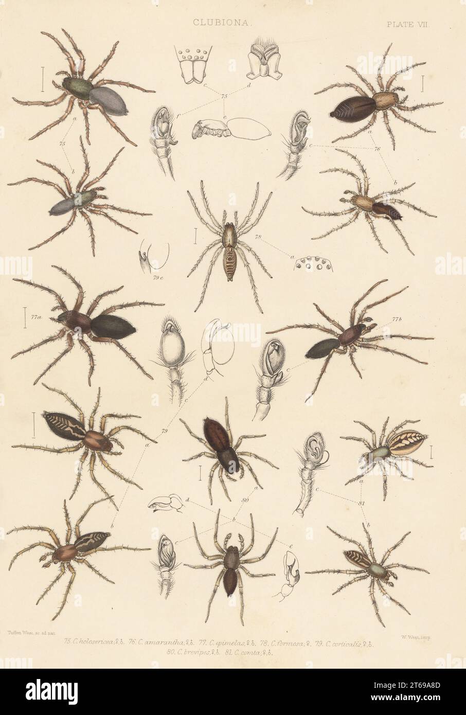 Sac spiders. Clubiona stagnatilis 75, Clubiona terrestris 76, Clubiona pallidula 77,78, bark sac spider, Clubiona corticalis 79, Clubiona brevipes 80, and Clubiona comta 81. Handcoloured lithograph by W. West after Tuffen West from John Blackwalls A History of the Spiders of Great Britain and Ireland, Ray Society, London, 1861. Stock Photo