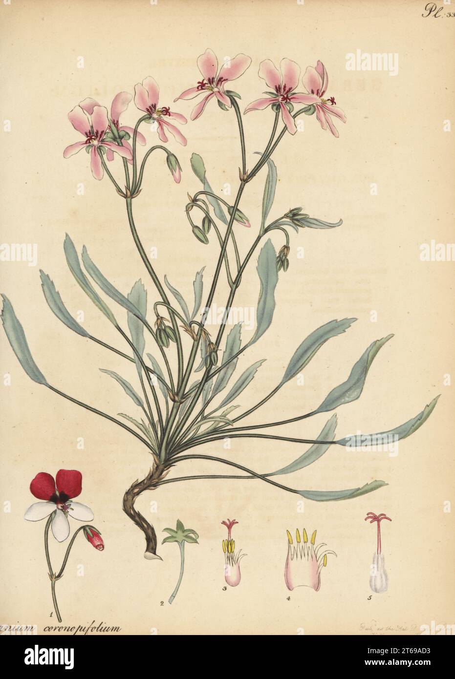 Pelargonium coronopifolium. Buck's-horn-leaved geranium, Geranium coronopifolium. Introduced to Kew Gardens by Francis Masson, figured from the George Hibbert collection. Copperplate engraving drawn, engraved and hand-coloured by Henry Andrews from his Botanical Register, Volume 5, self-published in Knightsbridge, London, 1803. Stock Photo