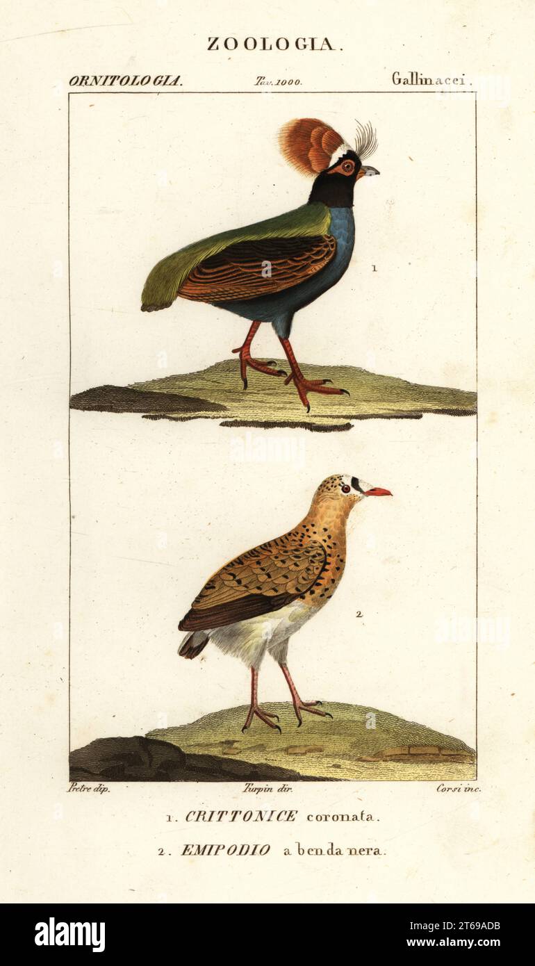 Crested partridge, Rollulus rouloul 1 and Madagascar buttonquail, Turnix nigricollis or Turnix nigrifrons 2. Crittonice coronata, Emipodio a benda nera. Handcoloured copperplate stipple engraving from Antoine Laurent de Jussieu's Dizionario delle Scienze Naturali, Dictionary of Natural Science, Florence, Italy, 1837. Illustration engraved by Corsi, drawn by Jean Gabriel Pretre and directed by Pierre Jean-Francois Turpin, and published by Batelli e Figli. Turpin (1775-1840) is considered one of the greatest French botanical illustrators of the 19th century. Stock Photo