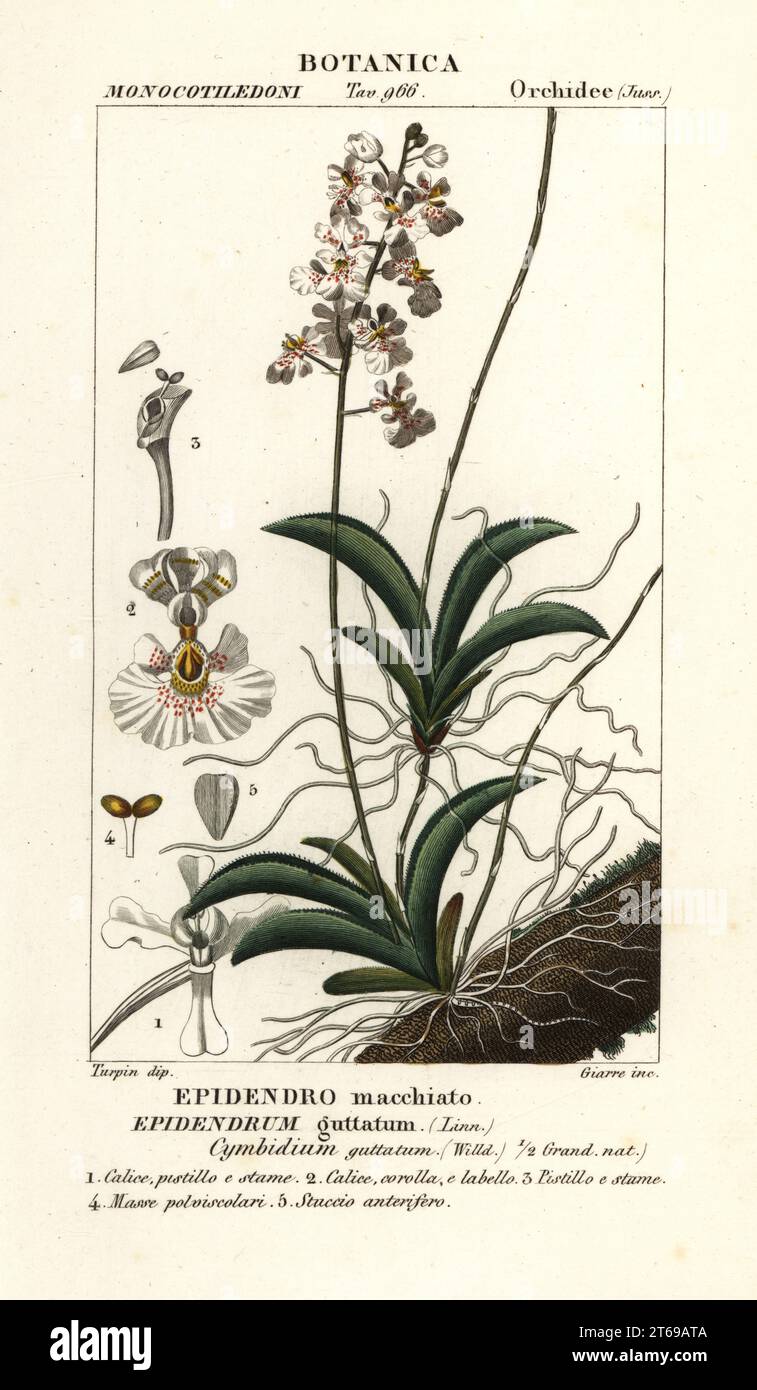 Tolumnia guttata orchid. Epidendrum guttatum, Cymbidium guttatum, Epidendro macchiato. Handcoloured copperplate stipple engraving from Antoine Laurent de Jussieu's Dizionario delle Scienze Naturali, Dictionary of Natural Science, Florence, Italy, 1837. Illustration engraved by Giarre, drawn and directed by Pierre Jean-Francois Turpin, and published by Batelli e Figli. Turpin (1775-1840) is considered one of the greatest French botanical illustrators of the 19th century. Stock Photo
