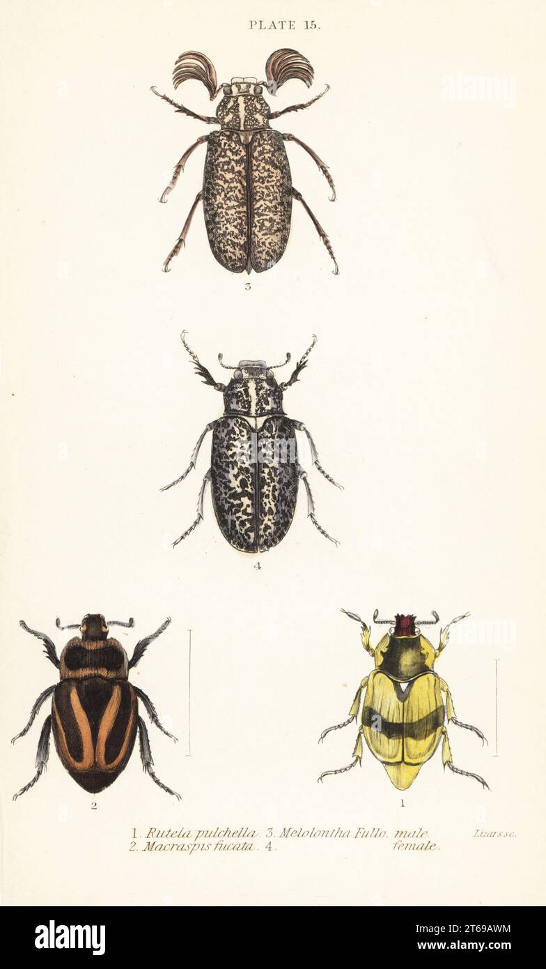 Scarab beetles: Pelidnota pulchella subsp. pulchella 1, Macraspis fucata 2, Polyphylla fullo, male 3, female 4. Handcoloured steel engraving by William Lizars from James Duncans Natural History of Beetles, in Sir William Jardines Naturalists Library, W.H, Lizars, Edinburgh, 1835. James Duncan was a Scottish zoologist and entomologist 1804-1861. Stock Photo