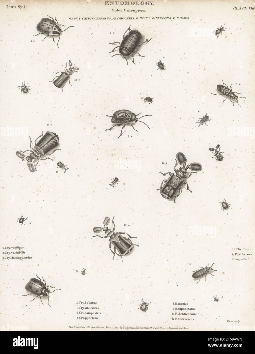 Leaf beetles, Cryptocephalus cordiger 1, Cry. variabilis 2, Cry. distinguendus 3, Cry. schaefferi 4, western grape rootworm, Bromius obscurus 5, asparagus beetles, Crioceris macilenta 6, spotted asparagus beetle, Crioceris duodecimpunctata 7, brush-horned sand beetle, Orthocerus clavicornis 8, sand beetle, Bruchus bipunctatus 9, and ground beetles, Paussus denticornus 10, P. thoracicus 11. P. fichtelii 12, and P. pecticornis 13, * magnified. Copperplate engraving by Thomas Milton from Abraham Rees' Cyclopedia or Universal Dictionary of Arts, Sciences and Literature, Longman, Hurst, Rees, Orme Stock Photo