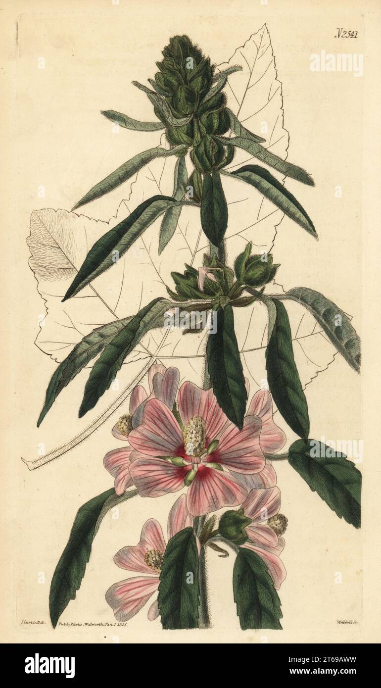 Hairy lavatera, Lavatera hispida. Ambiguous. Native of the coast of Barbary, Algeria, plant provided by Nathaniel Hodson of the botanic garden at Bury St. Edmunds. Handcoloured copperplate engraving by Weddell after a botanical illustration by John Curtis from William Curtis's Botanical Magazine, Samuel Curtis, London, 1825. Stock Photo