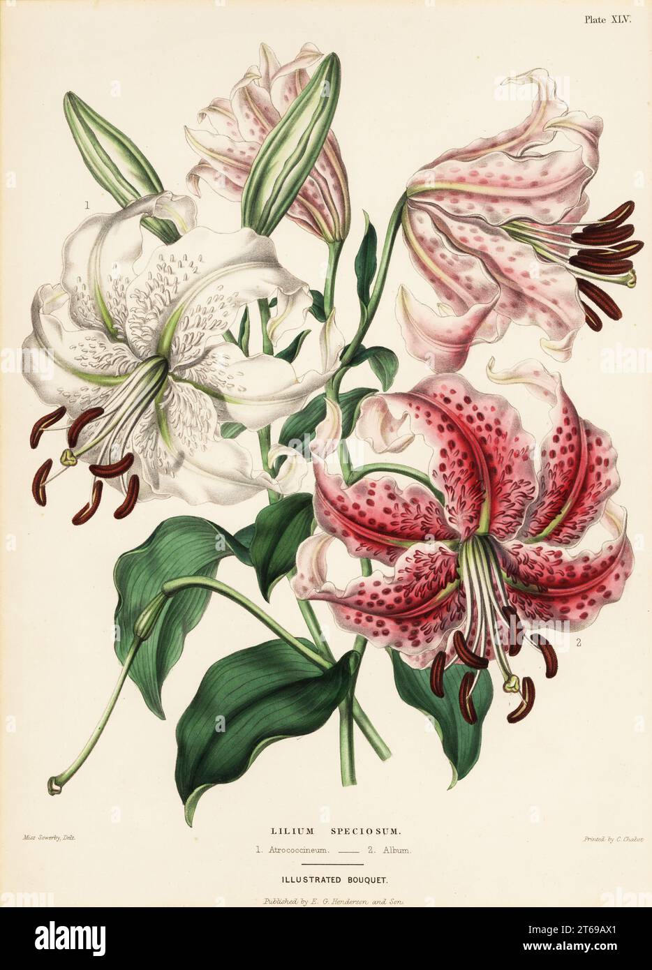 Japanese lily varieties, Lilium specioseum. Pink, Atrococcineum 1 and white, Album 2. Handcoloured copperplate engraving after a botanical illustration by Miss Charlotte Caroline Sowerby from Edward Henderson and Andrew Hendersons The Illustrated Bouquet, consisting of figures with descriptions of new flowers, printed by C. Chabot, E.G. Henderon, London, 1857. Stock Photo