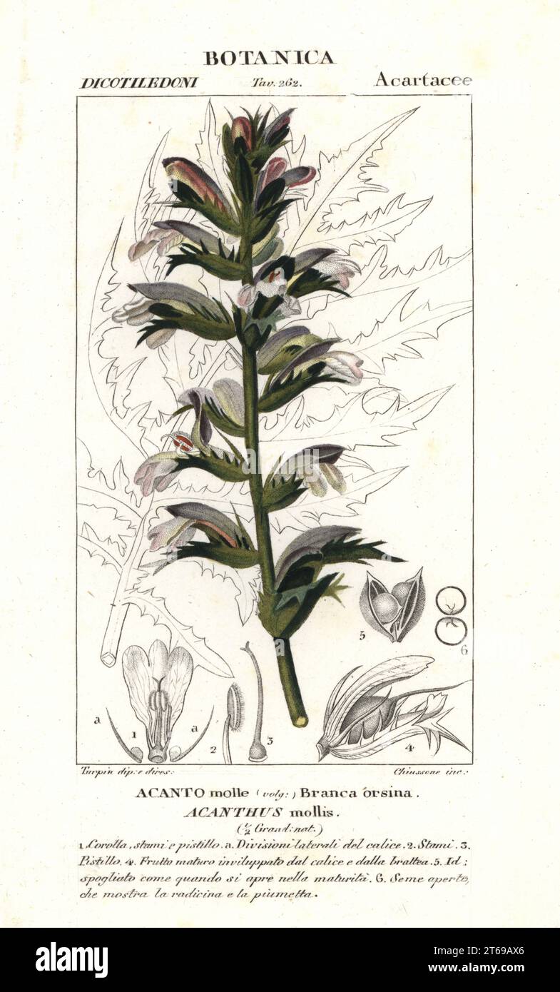 Bears breeches or sea dock, Acanthus mollis, Branca orsina, Acanto ...