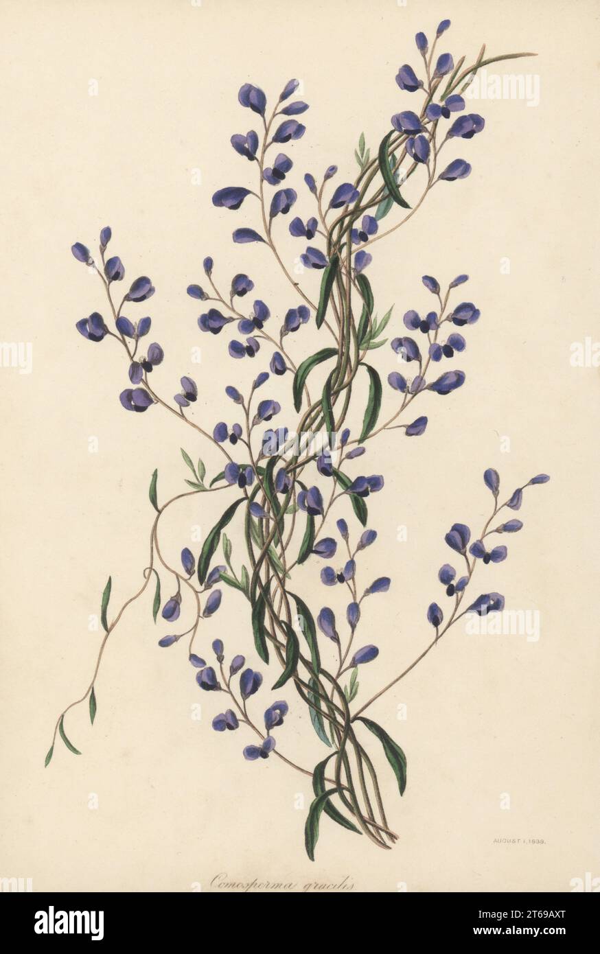 Love creeper, Comesperma volubile. Native to New Holland (Australia), seeds sent to Messrs Young at Epsom nursery. Slender comosperma, Comosperma gracilis. Handcoloured lithograph from Joseph Paxtons Magazine of Botany, and Register of Flowering Plants, Volume 5, Orr and Smith, London, 1838. Stock Photo