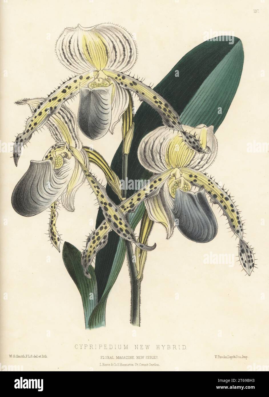 Paphiopedilum orchid hybrid. Cypripedium new hybrid. Cross of Paphiopedilum barbatum (C. barbatum) x Paphiopedilum stonei (C. stonei). Raised by Mr Seden of James Veitch and Sons, Chelsea. Handcolored botanical illustration drawn and lithographed by Worthington George Smith from Henry Honywood Dombrain's Floral Magazine, New Series, Volume 4, L. Reeve, London, 1875. Lithograph printed by Vincent Brooks, Day & Son. Stock Photo