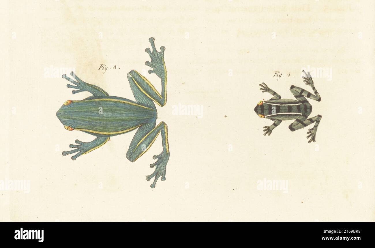 American green tree frog, Dryophytes cinereus 3, and Hylarana ...