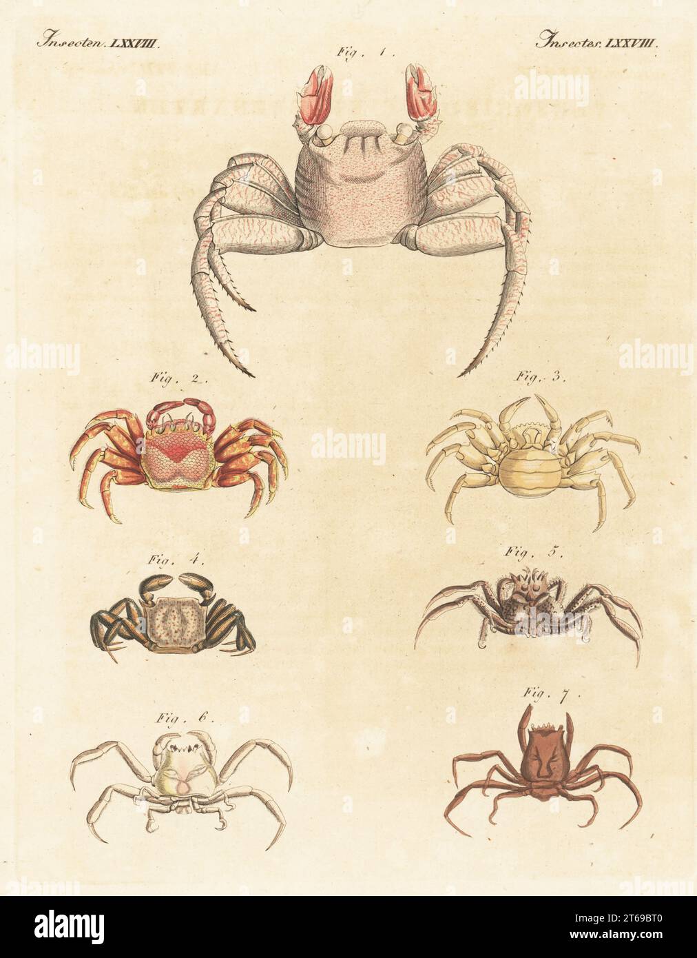 Painted crab of Ambon, Maluku, Cancer pictus 1, flattened crab, Plagusia depressa 2, Risso's crab, Xantho poressa 3, unknown species, Cancer nodulosus 4, Dorippoides facchino 5, and stalkeye porter crab, Ethusa mascarone 6,7. Handcoloured copperplate engraving from Carl Bertuch's Bilderbuch fur Kinder (Picture Book for Children), Weimar, 1815. A 12-volume encyclopedia for children illustrated with almost 1,200 engraved plates on natural history, science, costume, mythology, etc., published from 1790-1830. Stock Photo