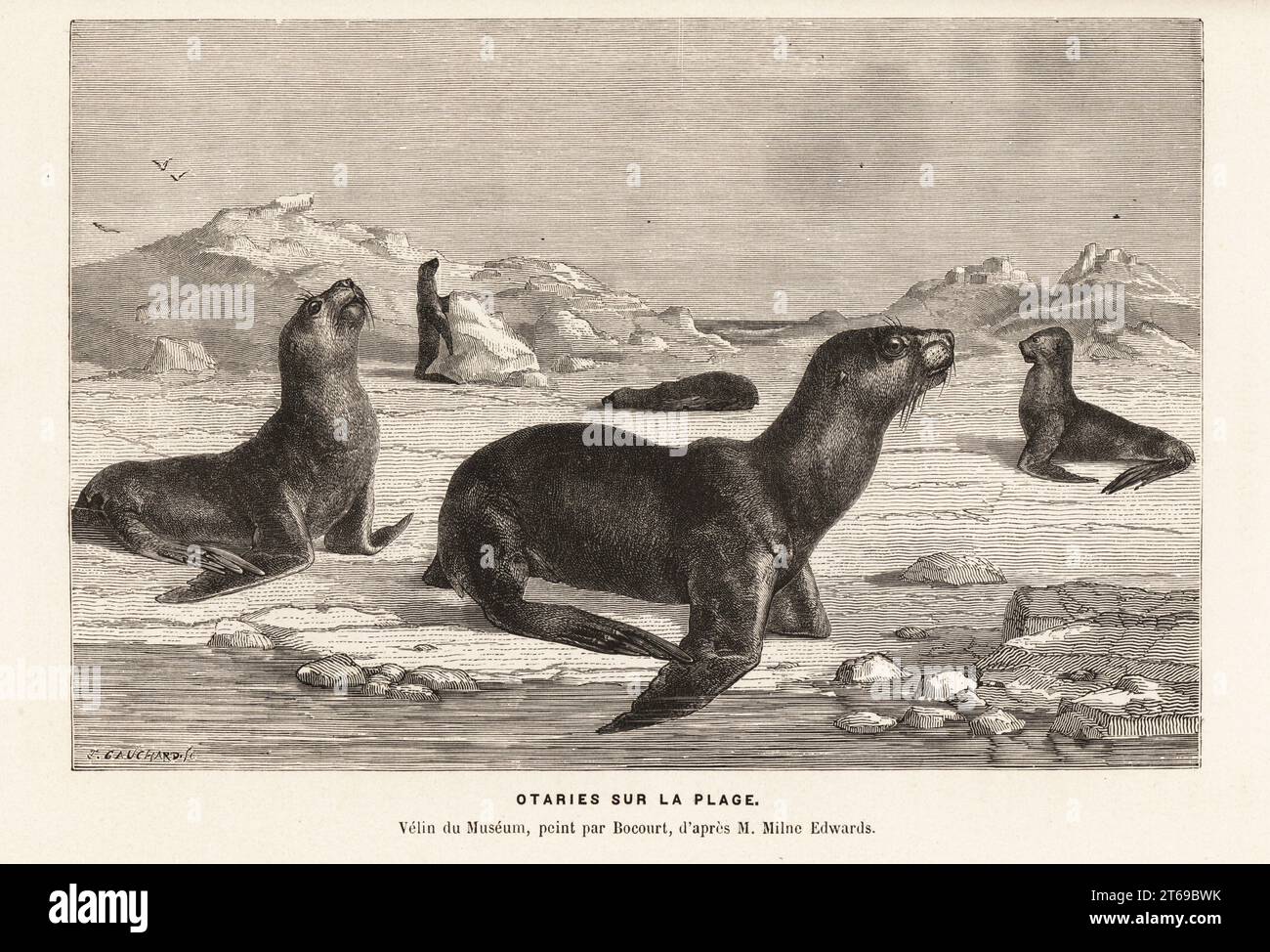 South American sea lions, Otaria flavescens, formerly Otaria byronia, basking on a beach. Otaries sur la plage. Velin du museum, peint par Bocourt, d'apres Milne-Edwards. Woodcut by Marie Firmin Bocourt after Henri Milne-Edwards from Alfred Fredols Le Monde de la Mer, the World of the Sea, edited by Olivier Fredol, Librairie Hachette et. Cie., Paris, 1881. Alfred Fredol was the pseudonym of French zoologist and botanist Alfred Moquin-Tandon, 1804-1863. Stock Photo