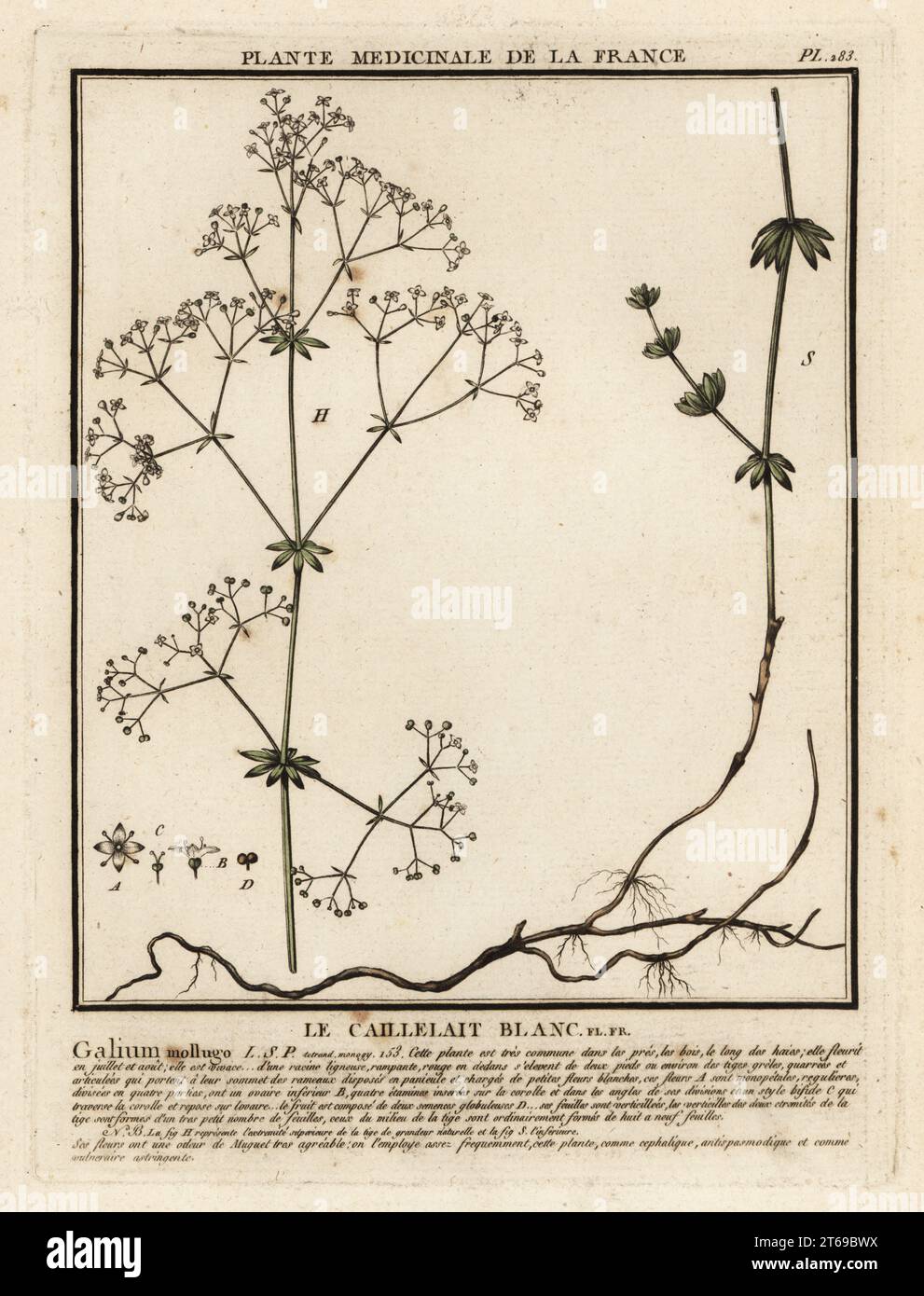 Hedge bedstraw or false baby's breath, Le caillelait blanc, Galium mollugo. Copperplate engraving printed in three colours by Pierre Bulliard from his Herbier de la France, ou collection complete des plantes indigenes de ce royaume, Didot jeune, Debure et Belin, 1780-1793. Stock Photo