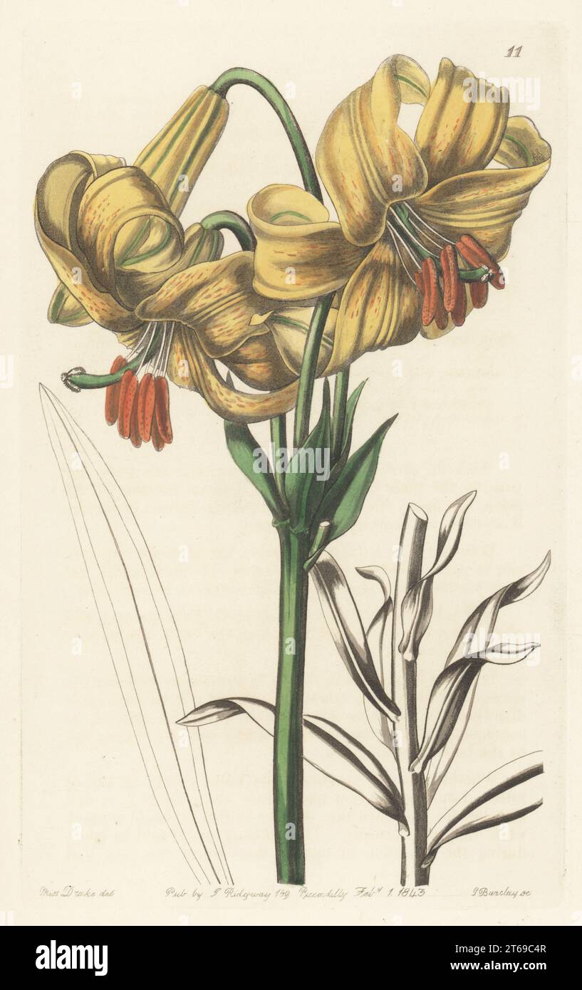 Japanese lily variety, Lilium x testaceum. Yellow Japan lily, Lilium testaceum. Native to Japan. Handcoloured copperplate engraving by George Barclay after a botanical illustration by Sarah Drake from Edwards Botanical Register, continued by John Lindley, published by James Ridgway, London, 1843. Stock Photo
