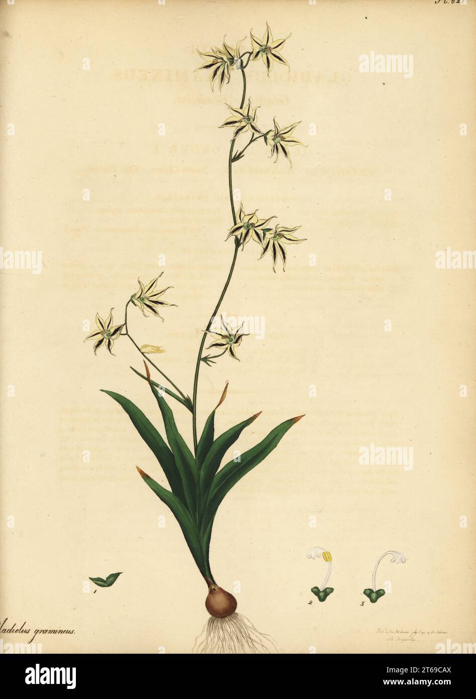 Feeklokkies, Melasphaerula graminea, native to Namibia and Cape Province, South Africa. Grass-like gladiolus, Gladiolus gramineus. Copperplate engraving drawn, engraved and hand-coloured by Henry Andrews from his Botanical Register, Volume 1, published in London, 1799. Stock Photo