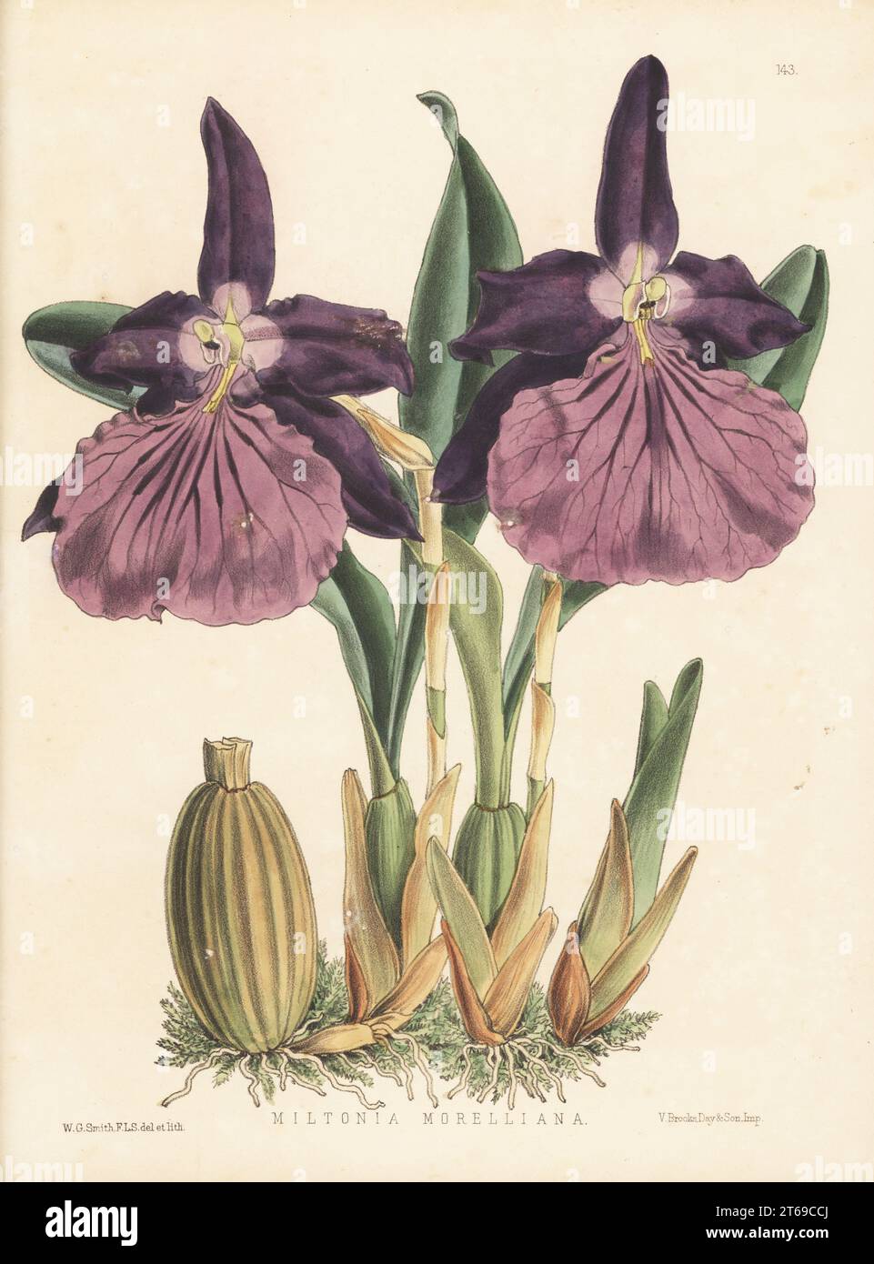 Miltonia moreliana orchid, native to Brazil. Sketched from a plant in Lord Londesborough's collection at Norbiton. As Miltonia morelliana atro-rubens. Handcolored botanical illustration drawn and lithographed by Worthington George Smith from Henry Honywood Dombrain's Floral Magazine, New Series, Volume 3, L. Reeve, London, 1874. Lithograph printed by Vincent Brooks, Day & Son. Stock Photo