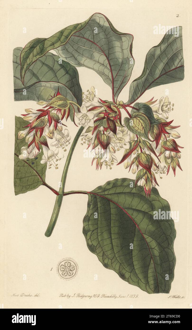 Himalayan honeysuckle, pheasant berry or beautiful leycesteria, Leycesteria formosa. Native to the Himalayas and soutwestern China, flowered from seeds sent by botanist Dr John Forbes Royle. Handcoloured copperplate engraving by Stephen Watts after a botanical illustration by Sarah Drake from Edwards Botanical Register, edited by John Lindley, published by James Ridgway, London, 1839. Stock Photo