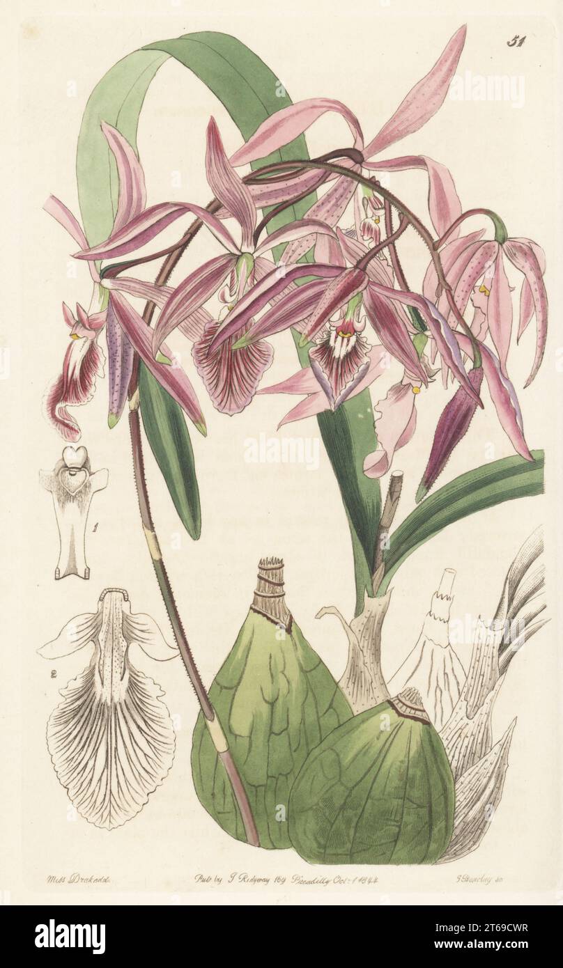 Encyclia adenocaula epiphytic orchid. Imported from Mexico by nurseryman George Loddiges. Warted epidendrum, Epidendrum verrucosum. Handcoloured copperplate engraving by George Barclay after a botanical illustration by Sarah Drake from Edwards Botanical Register, continued by John Lindley, published by James Ridgway, London, 1844. Stock Photo