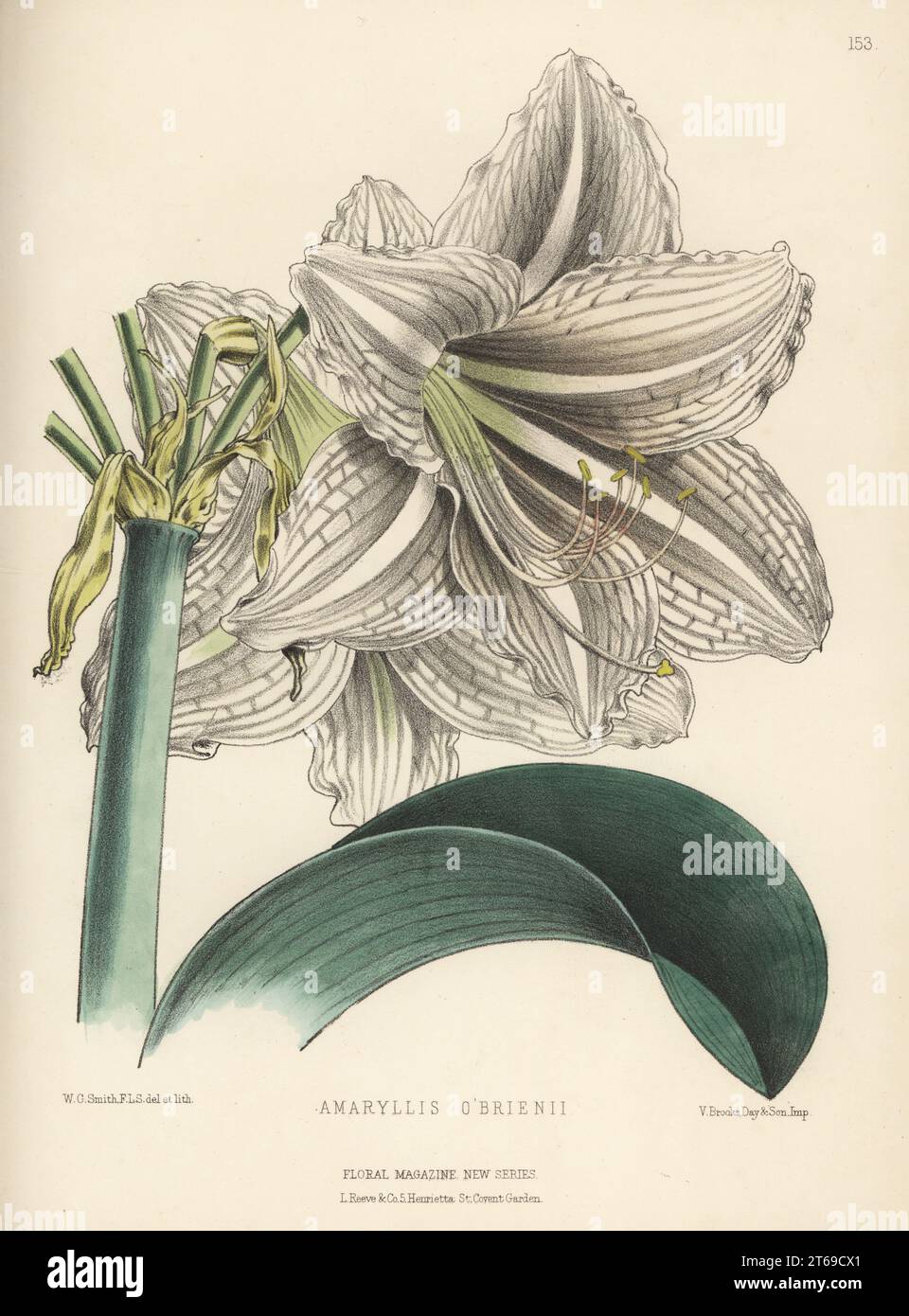 Amaryllis o'brienii. New hybrid of Hippeastrum pardinum and Amaryllis reticulata-striatifolia (Hippeastrum reticulatum) raised by Edward George Henderson and Sons nursery of St. John's Wood. Handcolored botanical illustration drawn and lithographed by Worthington George Smith from Henry Honywood Dombrain's Floral Magazine, New Series, Volume 4, L. Reeve, London, 1875. Lithograph printed by Vincent Brooks, Day & Son. Stock Photo