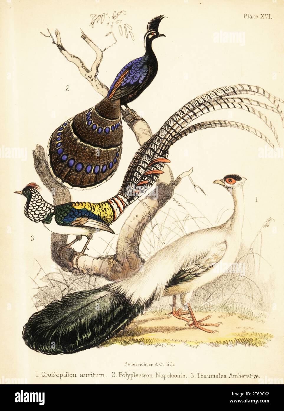 Blue eared pheasant, Crossoptilon auritum 1, Palawan peacock-pheasant, Polyplectron napoleonis 2, and Lady Amherst's pheasant, Chrysolophus amherstiae 3. Handcoloured lithograph by Bauerrichter from Adam Whites Popular History of Birds, Lowell Reeve, Covent Garden, London, 1855. Stock Photo