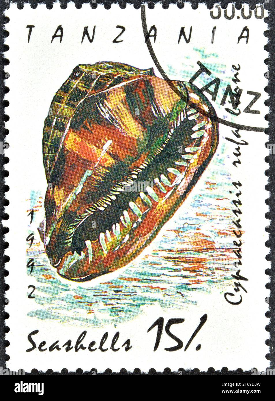 Cancelled postage stamp printed by Tanzania, that shows Red Helmet Shell (Cypraecassis rufa), circa 1992. Stock Photo