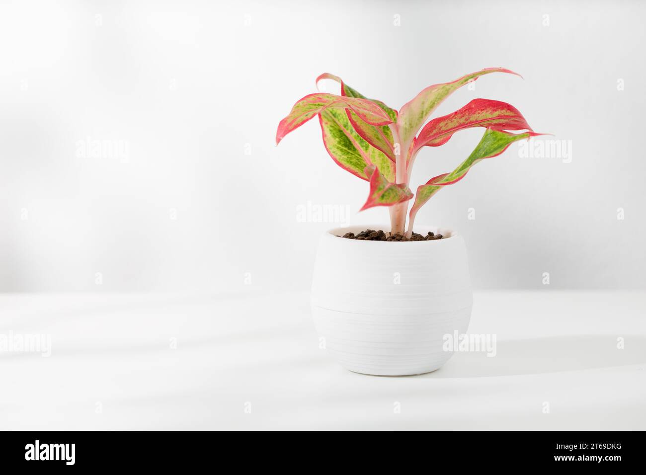 Small red chinese evergreen (Aglaonema creta) in white plastic pots, and empty space on the left side Stock Photo