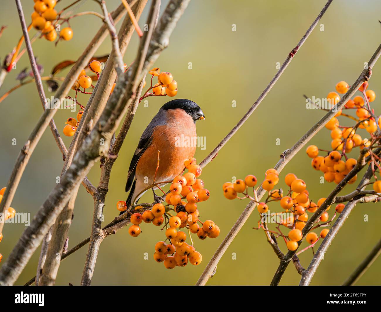 Bullfinch foraging in autumn in mid Wales Stock Photo