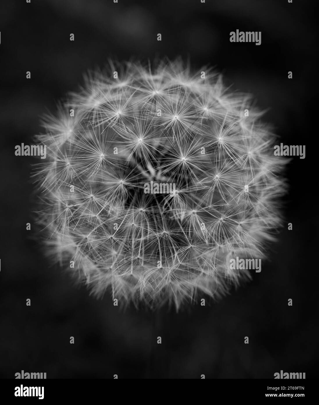 A black and white photograph of a dandelion Stock Photo - Alamy