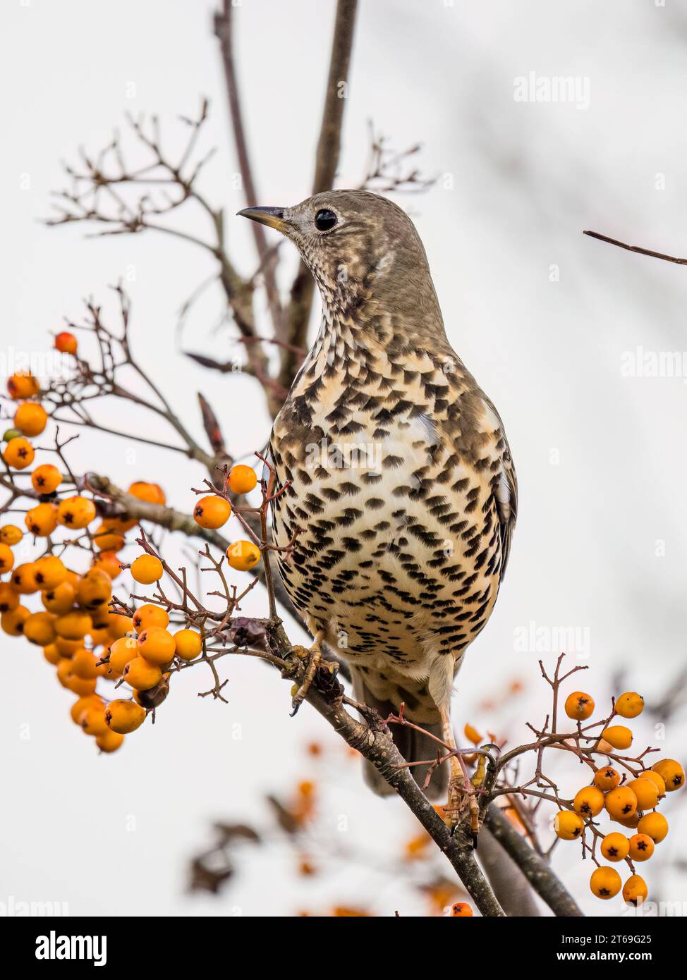 Mistle thrush foraging in autumn in mid Wales Stock Photo