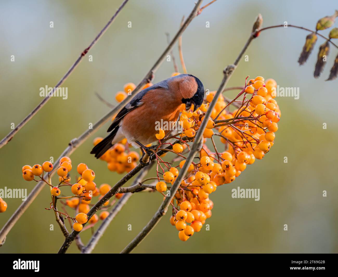 Bullfinch foraging in autumn in mid Wales Stock Photo