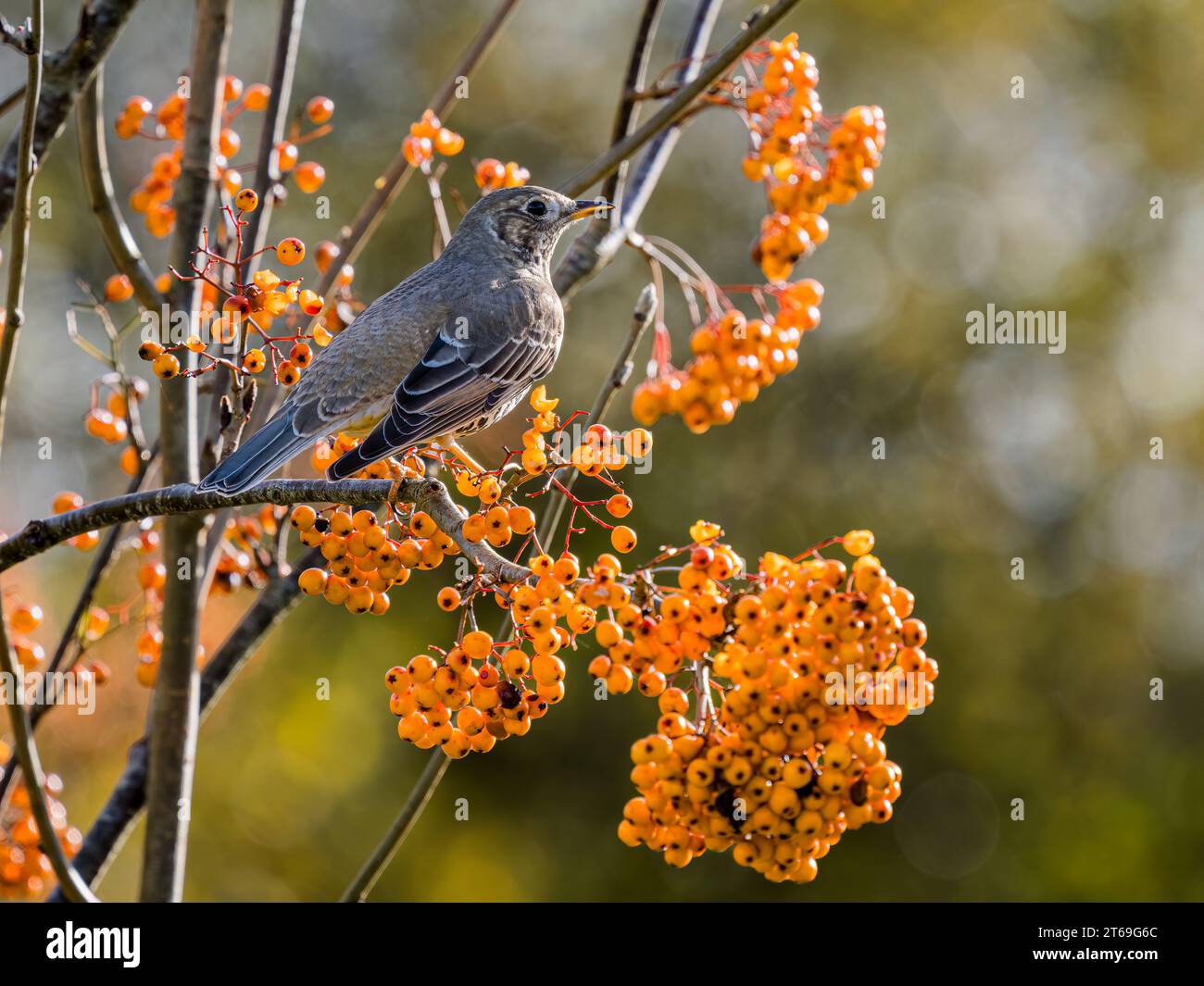 Mistle thrush foraging in autumn in mid Wales Stock Photo