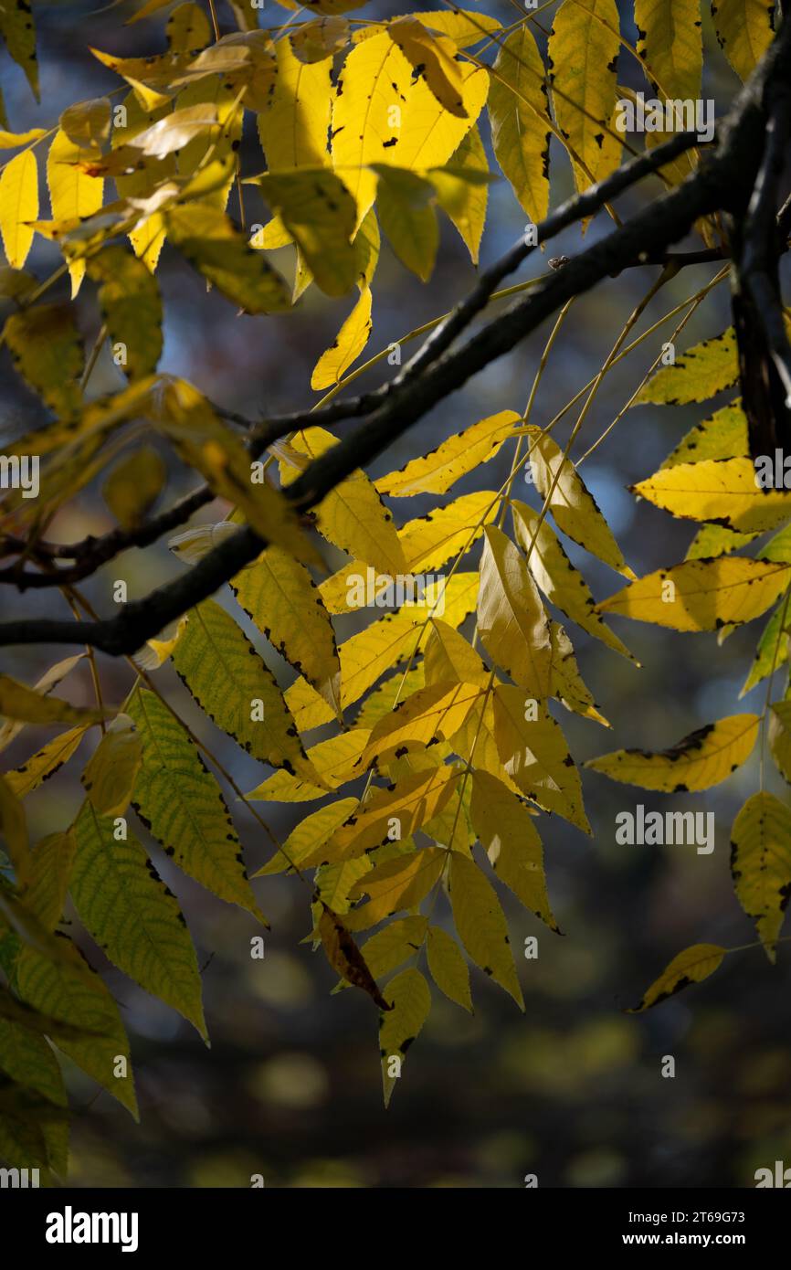 Tree of Heaven (Ailanthus altissima) leaves in autumn. Stock Photo