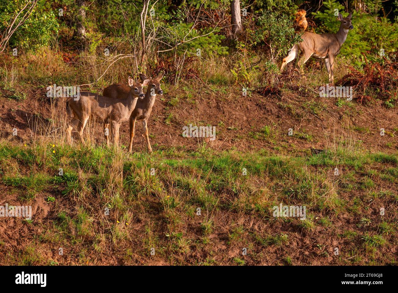 Two yearling deer and a doe lood towards camera from a hillside during the golden hours of the day. Stock Photo