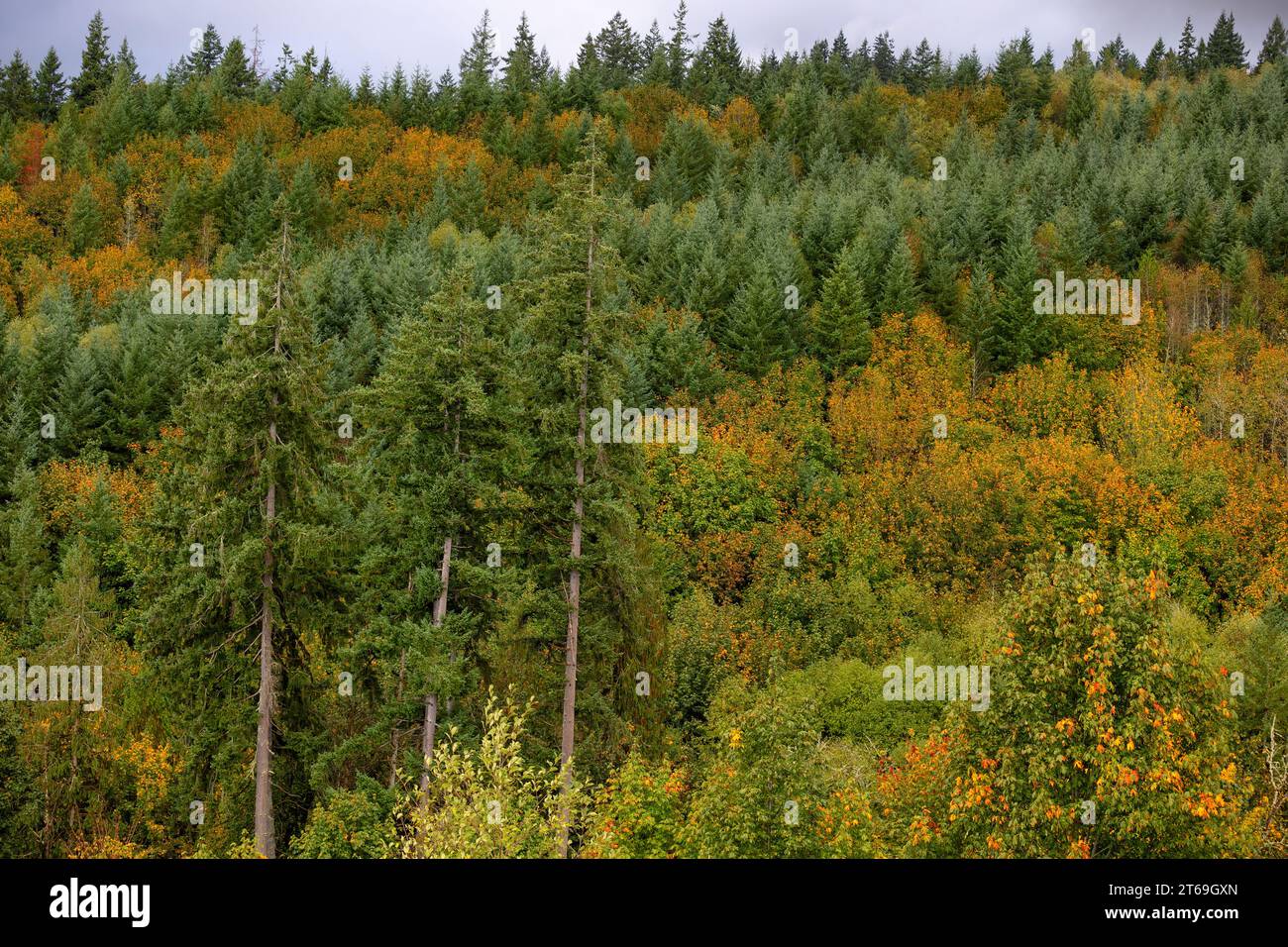 Fall colors mixed with evergreen trees in the forest landscape located in Washington State Cascade Mountain Range. Stock Photo