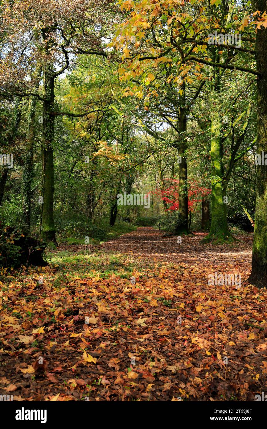 Autumn colours Parc Cefn Onn, Lisvane, Cardiff, South Wales. Stock Photo